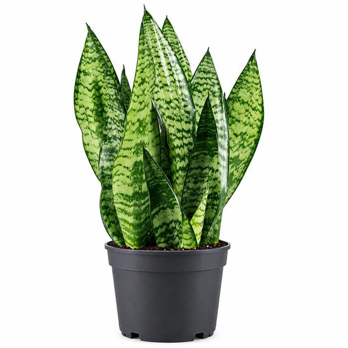 Sansevieria 'Green'