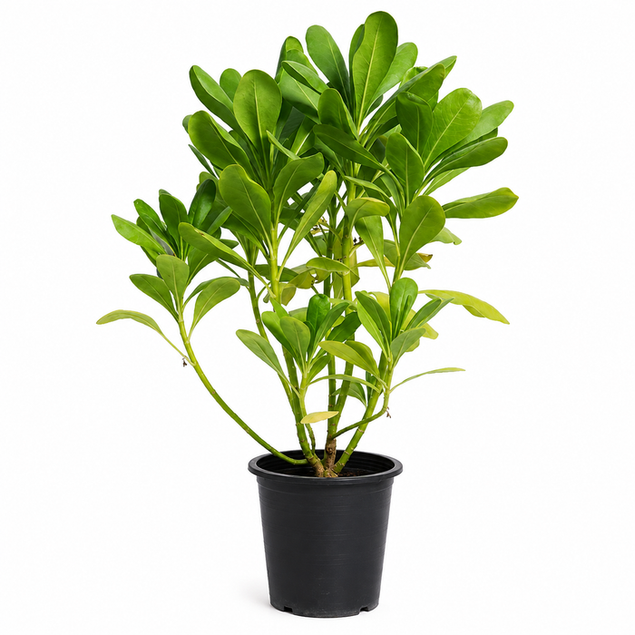 Scaevola 'P8