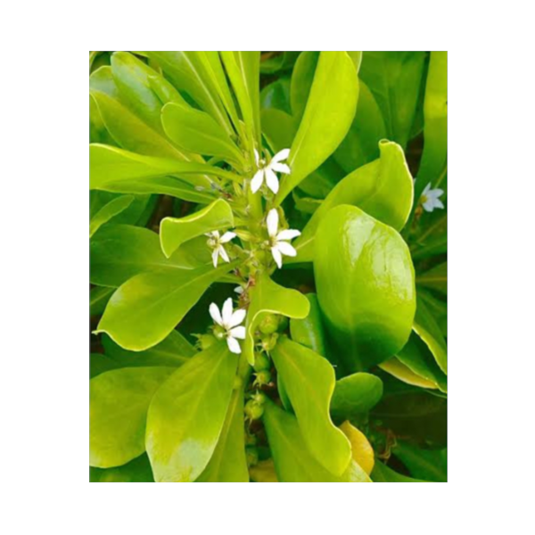 Scaevola 'P8 سكايفولا 'P8