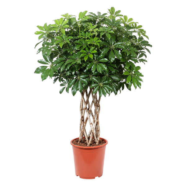 Schefflera Arb. Gold Capella Columnar