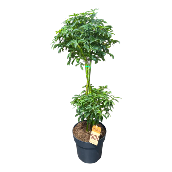 Schefflera arb.  duo ball