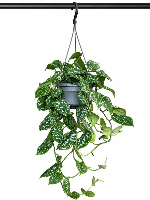 Scindapsus Pictus 'Argyraeus'
