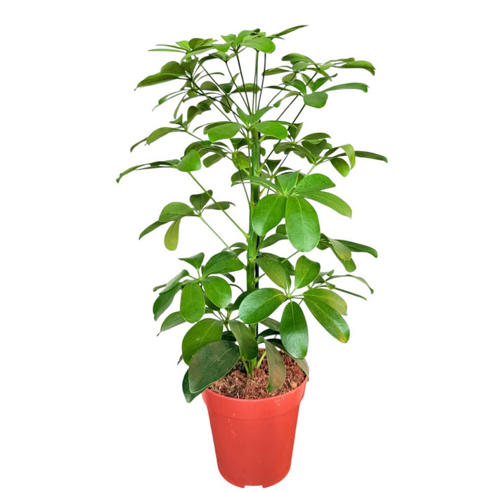 Schefflera Nora