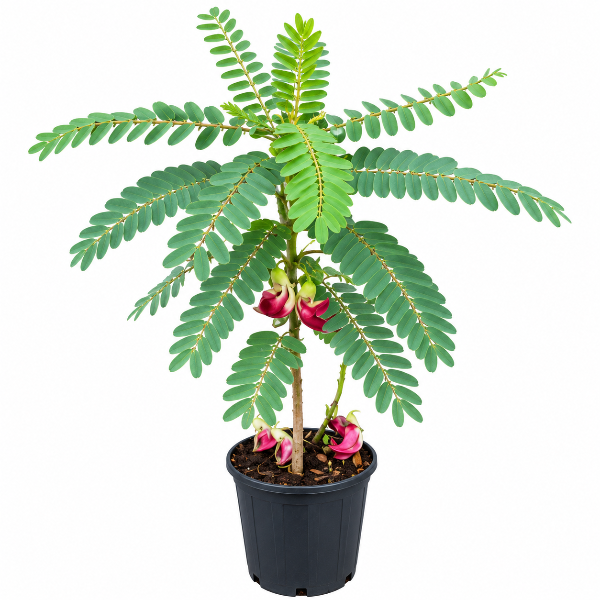 Sesbania grandiflora سيسبانيا غرانديفلورا
