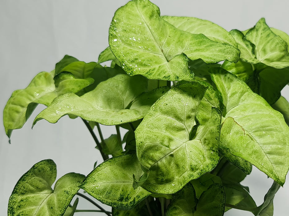 Syngonium Mixed Variety