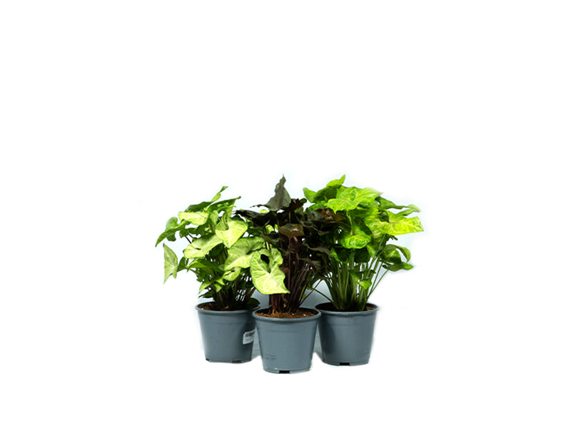 Syngonium Mixed Variety