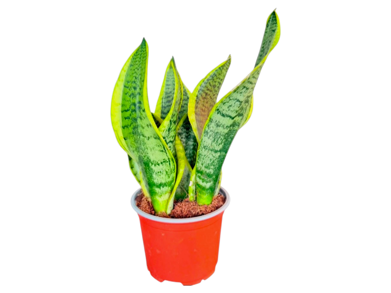 Sansevieria mix