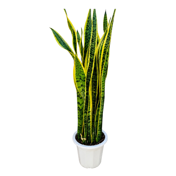 Sansevieria Trifasciata 55-60cm