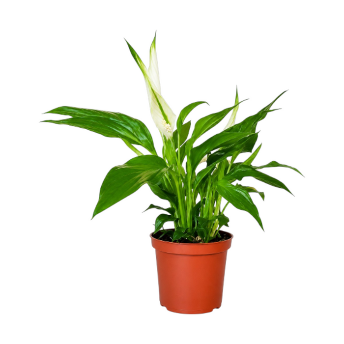 Spathiphyllum Chico 60CM نبات سباثيفيلوم تشيكو 60 سم