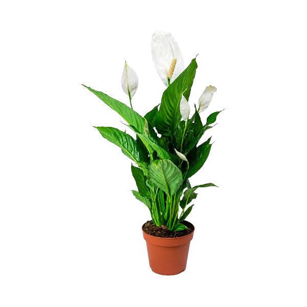 Spathiphyllum Pearl Cupido
