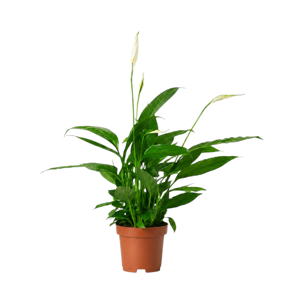 Spathiphyllum Chopin 'P10