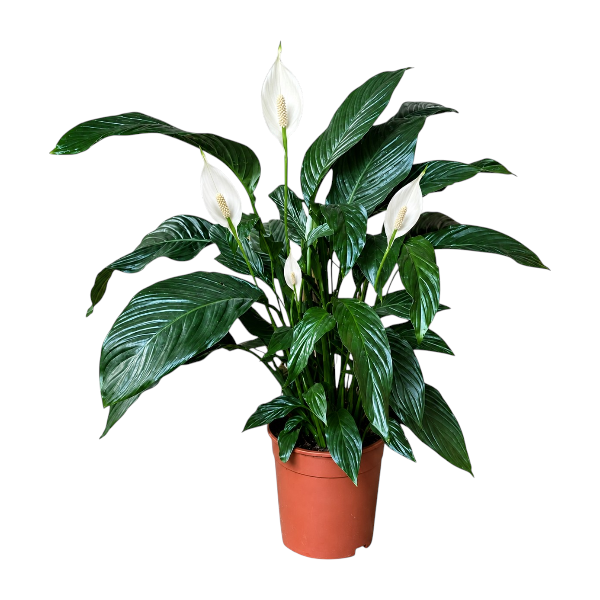 Spathiphyllum 'Sebastiano'