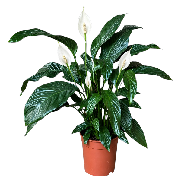 Spathiphyllum 'Sweet Sebastiano' 130cm