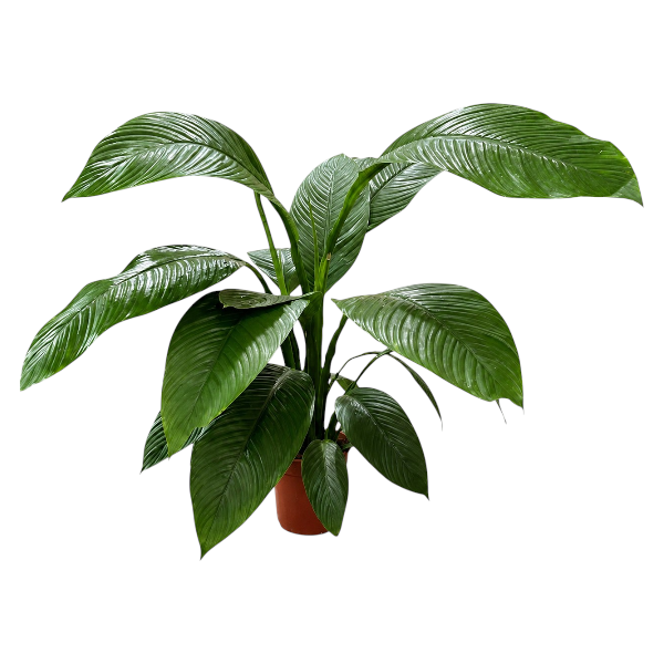 Spathiphyllum 'Sensation' P24