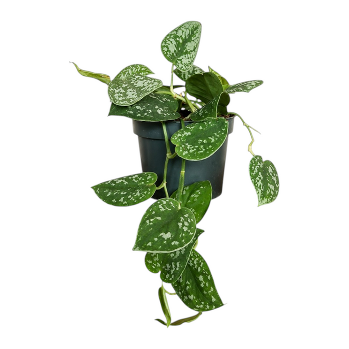 Scindapsus pictus trebie