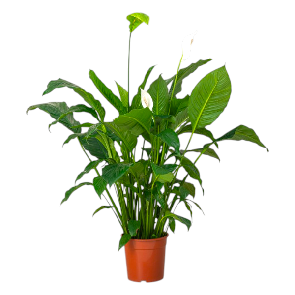 Spathiphyllum 'Sebastiano'