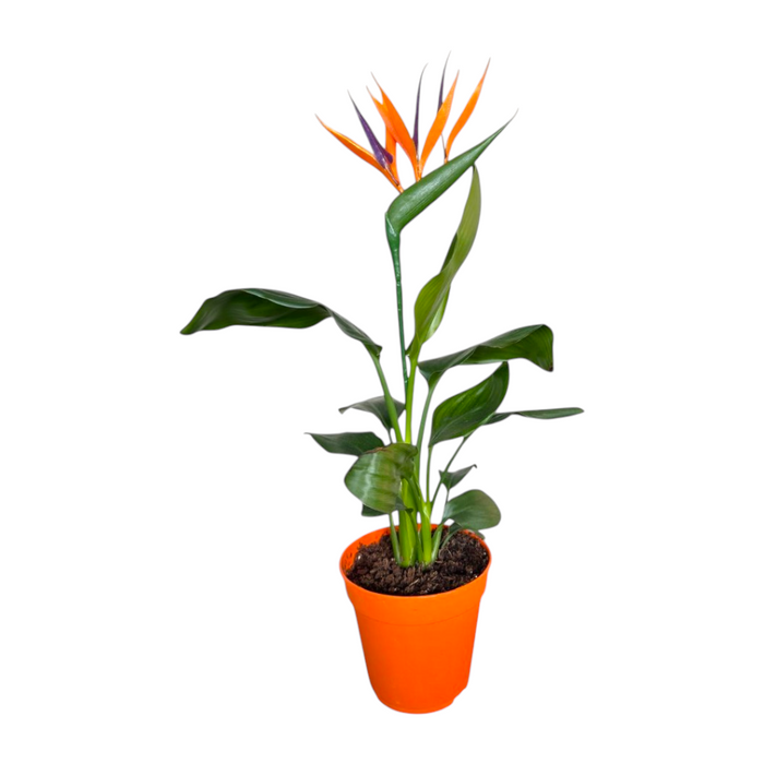 Strelitzia Nicolai 'P14