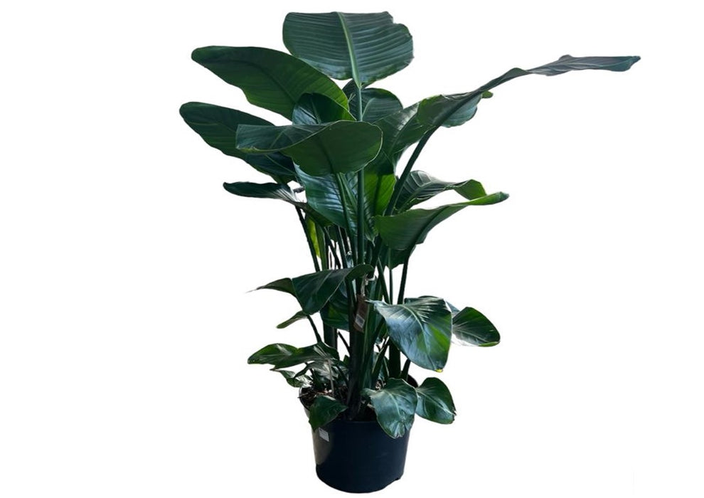 Strelitzia nicolai 'P27