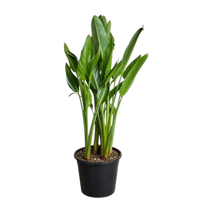 Strelitzia silver