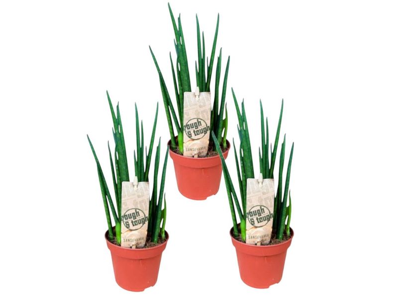 Sansevieria Bacularis