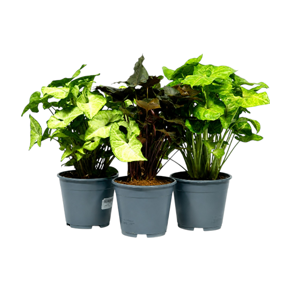 Syngonium Mixed