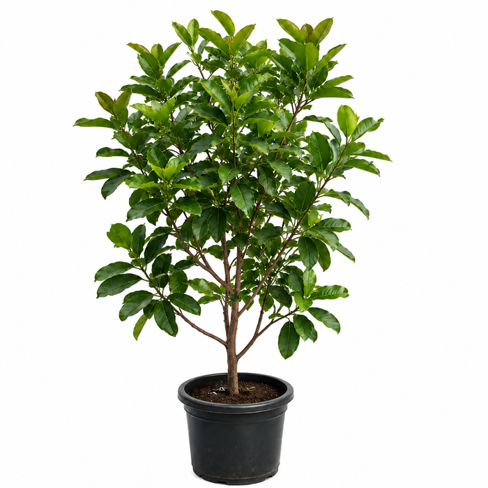 Syzygium aqueum 160cm