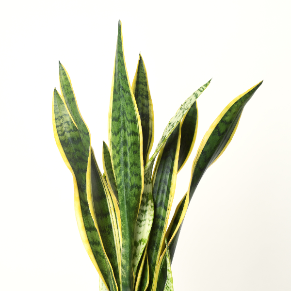 Sansevieria Trifasciata 55-60cm