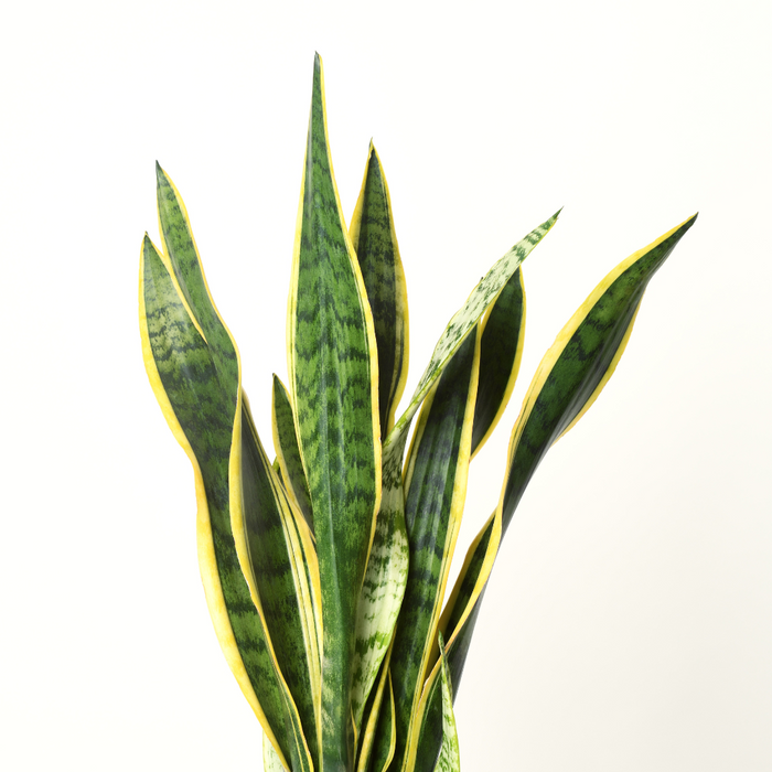 Sansevieria Trifasciata 55-60cm