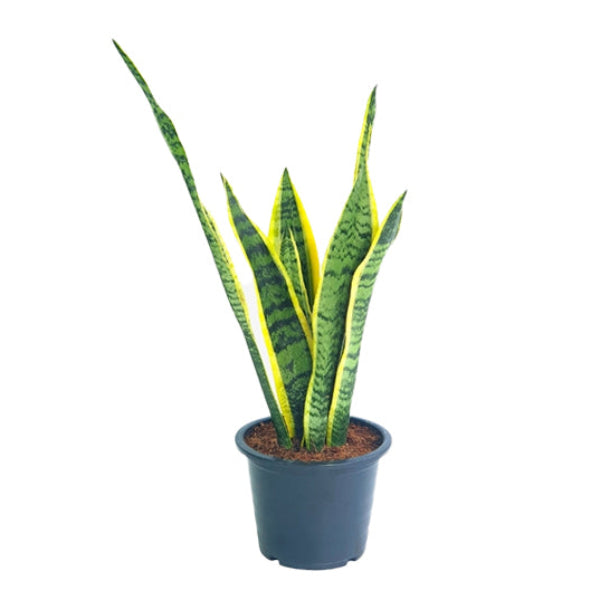 Sansevieria 'P6L