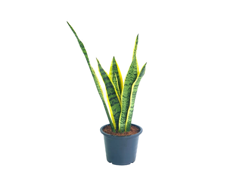 Sansevieria 'P6L