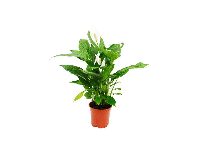 Spathiphyllum Pearl Cupido