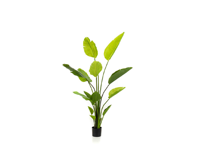 Artificial Strelitzia Nicolai - 150cm
