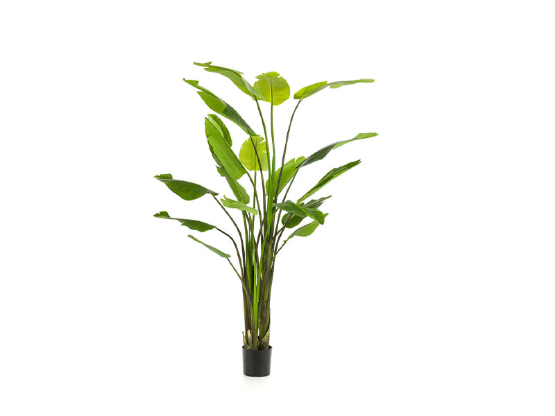 Artificial strelitzia nicolai 235cm