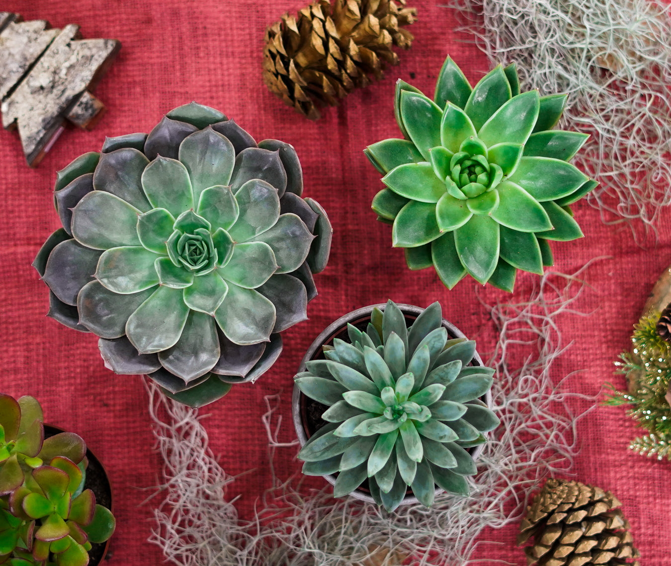 Succulents