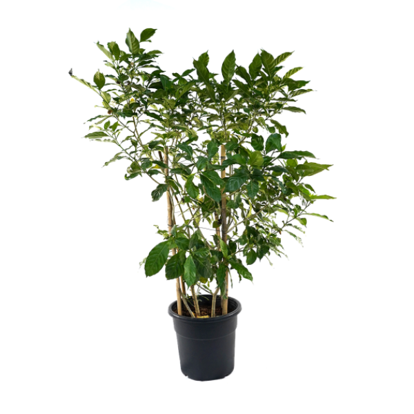 Tabernaemontana