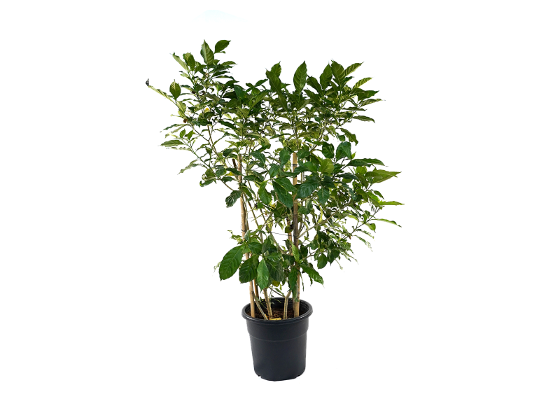 Tabernaemontana