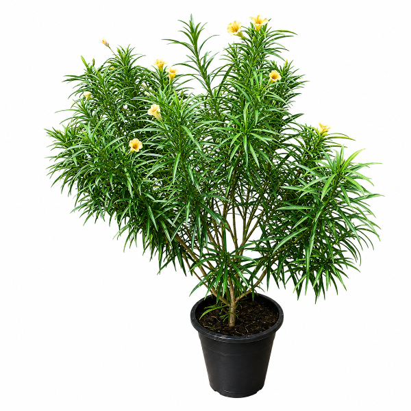 Thevetia P30L