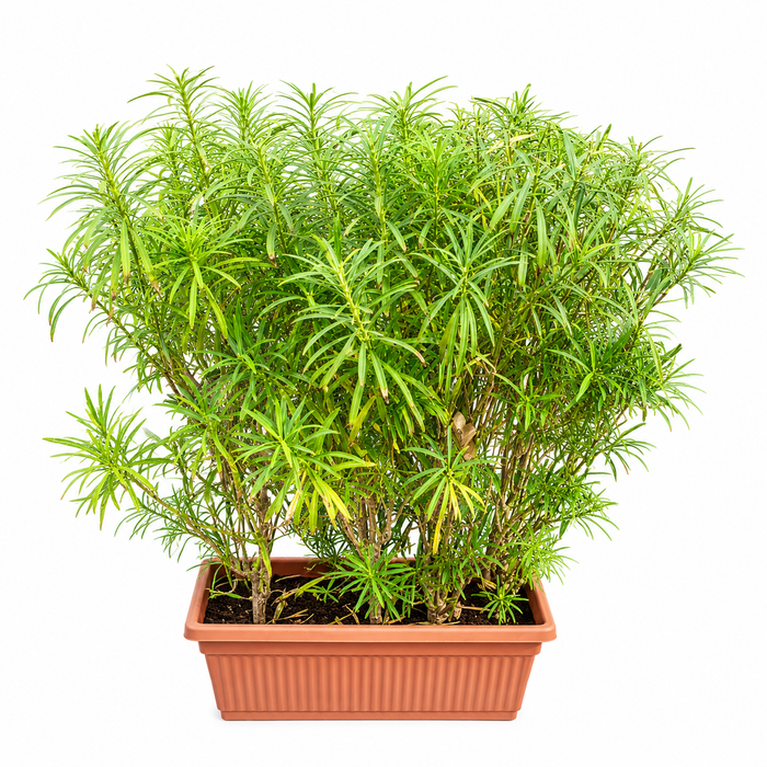 Potted Thevetia peruviana