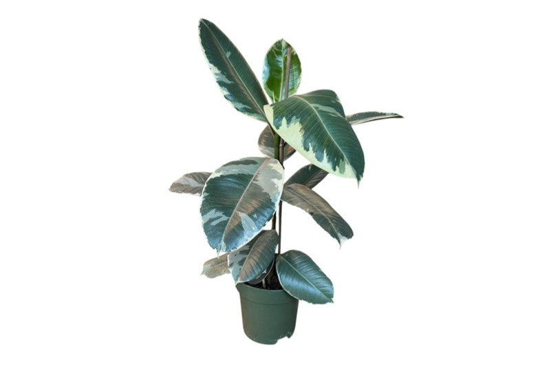 Ficus elastica tineke