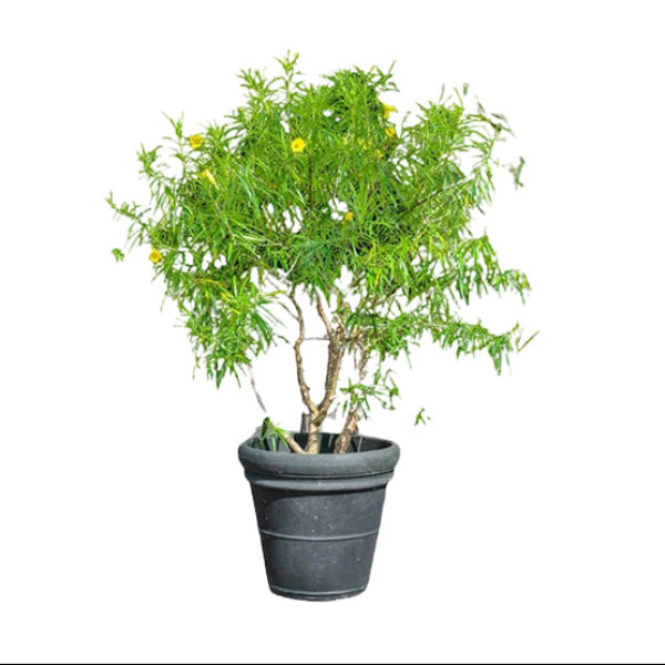 Thevetia Peruviana