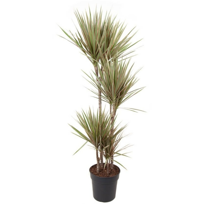 Dracaena Marginata Bicolor