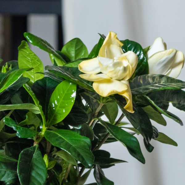 Gardenia jasminoides '24