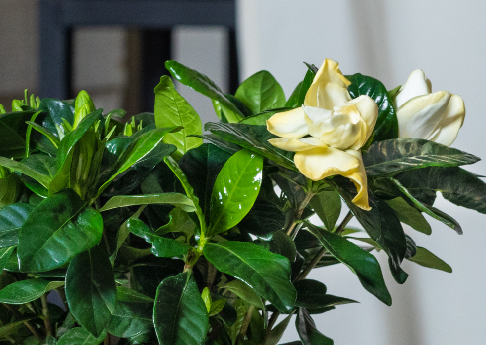 Gardenia jasminoides '24