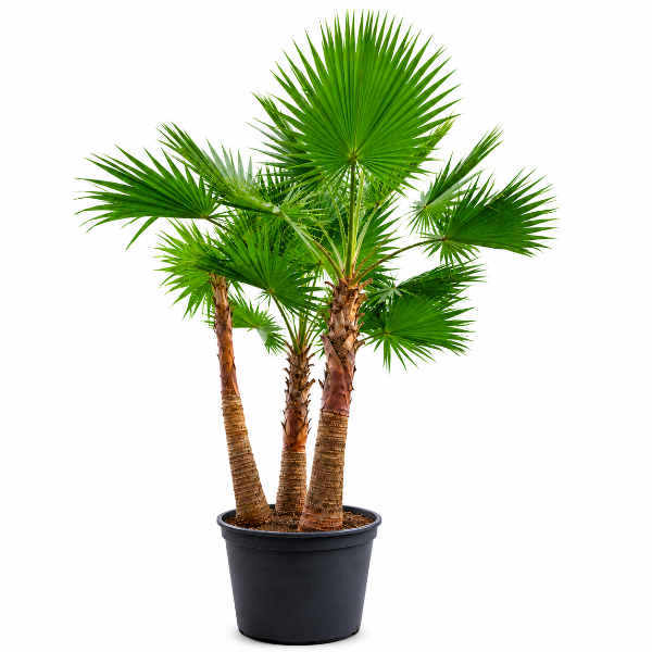 Washingtonia 3pp H300cm