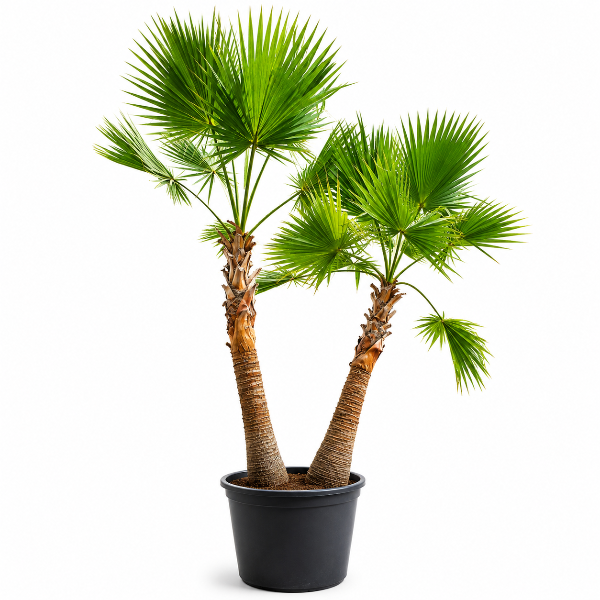 Washingtonia H250cm