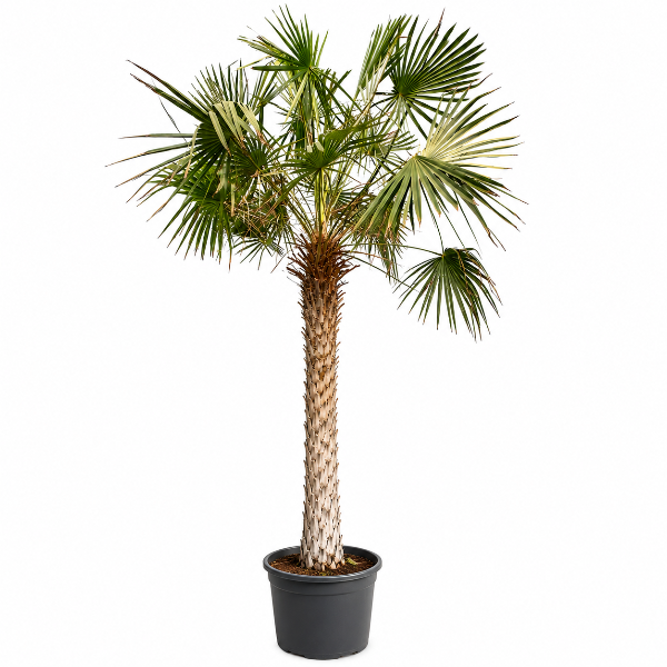 Wax Palm 'P110