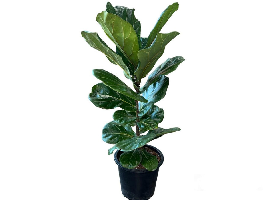 Ficus Lyrata H140-150cm