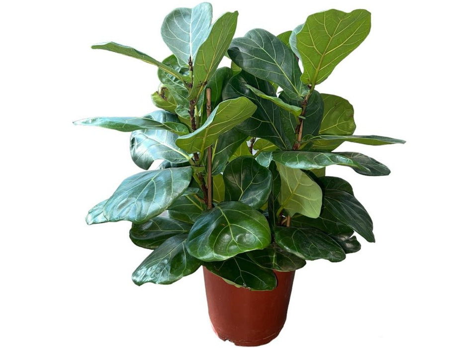 Ficus Lyrata H140-150cm