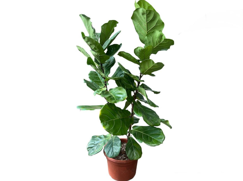 Ficus Lyrata H140-150cm