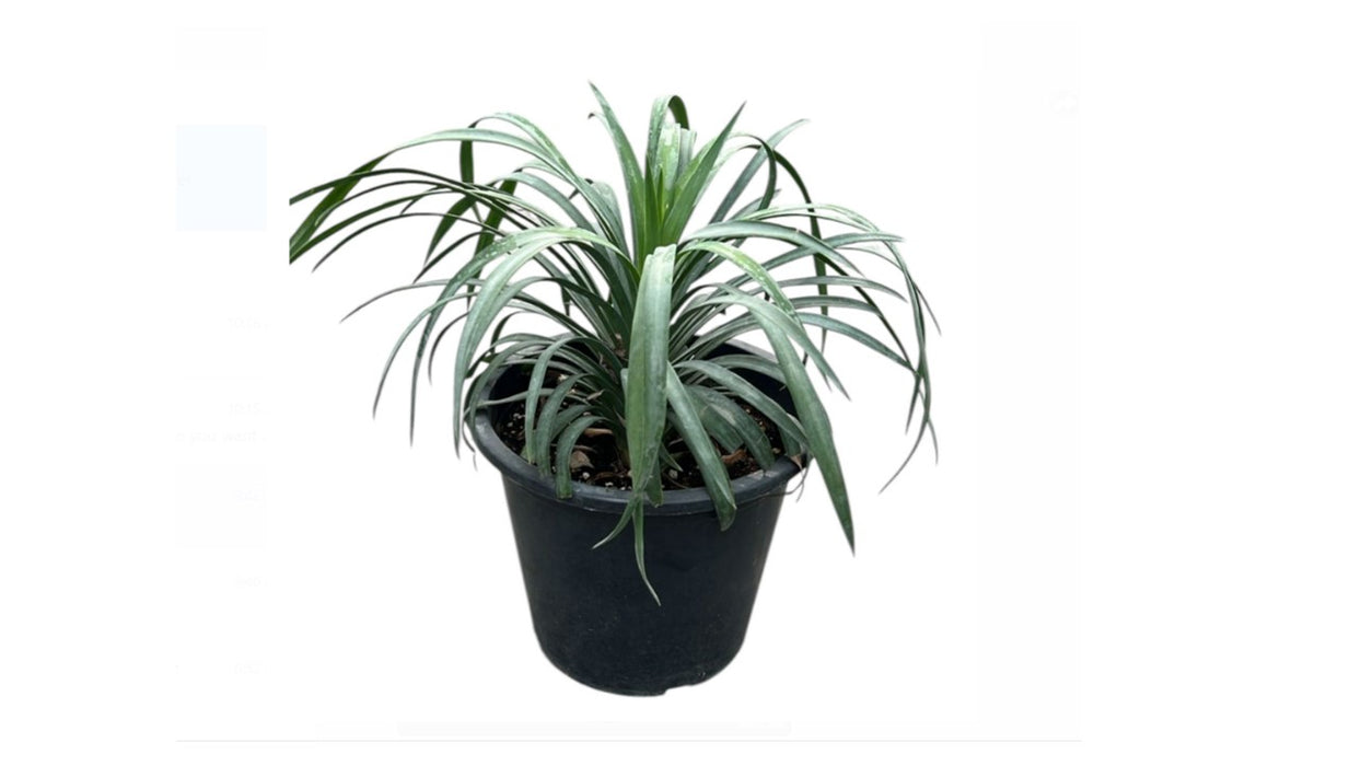 Yucca Filamentosa